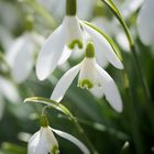 Three Snowdrops