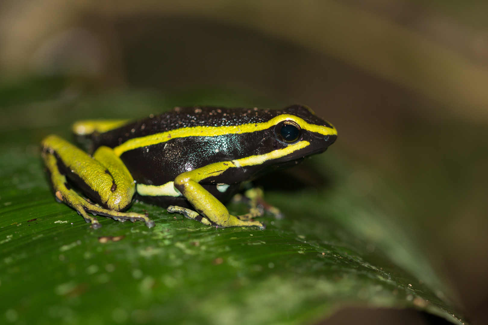 three-striped poison frog