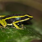 three-striped poison frog