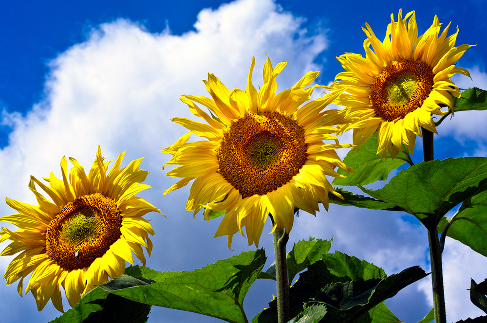 Three Sunflowers