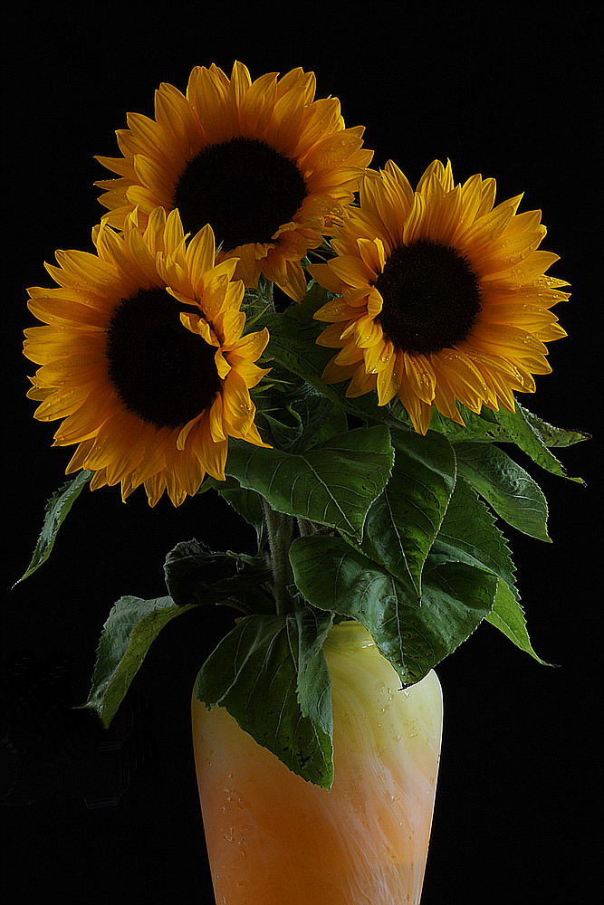 Three Sunflowers