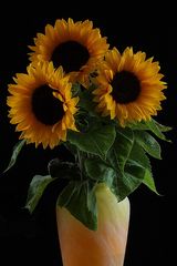 Three Sunflowers