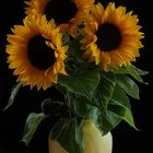 Three Sunflowers