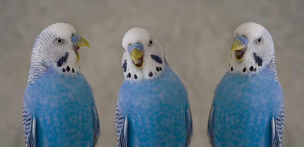 three tenors