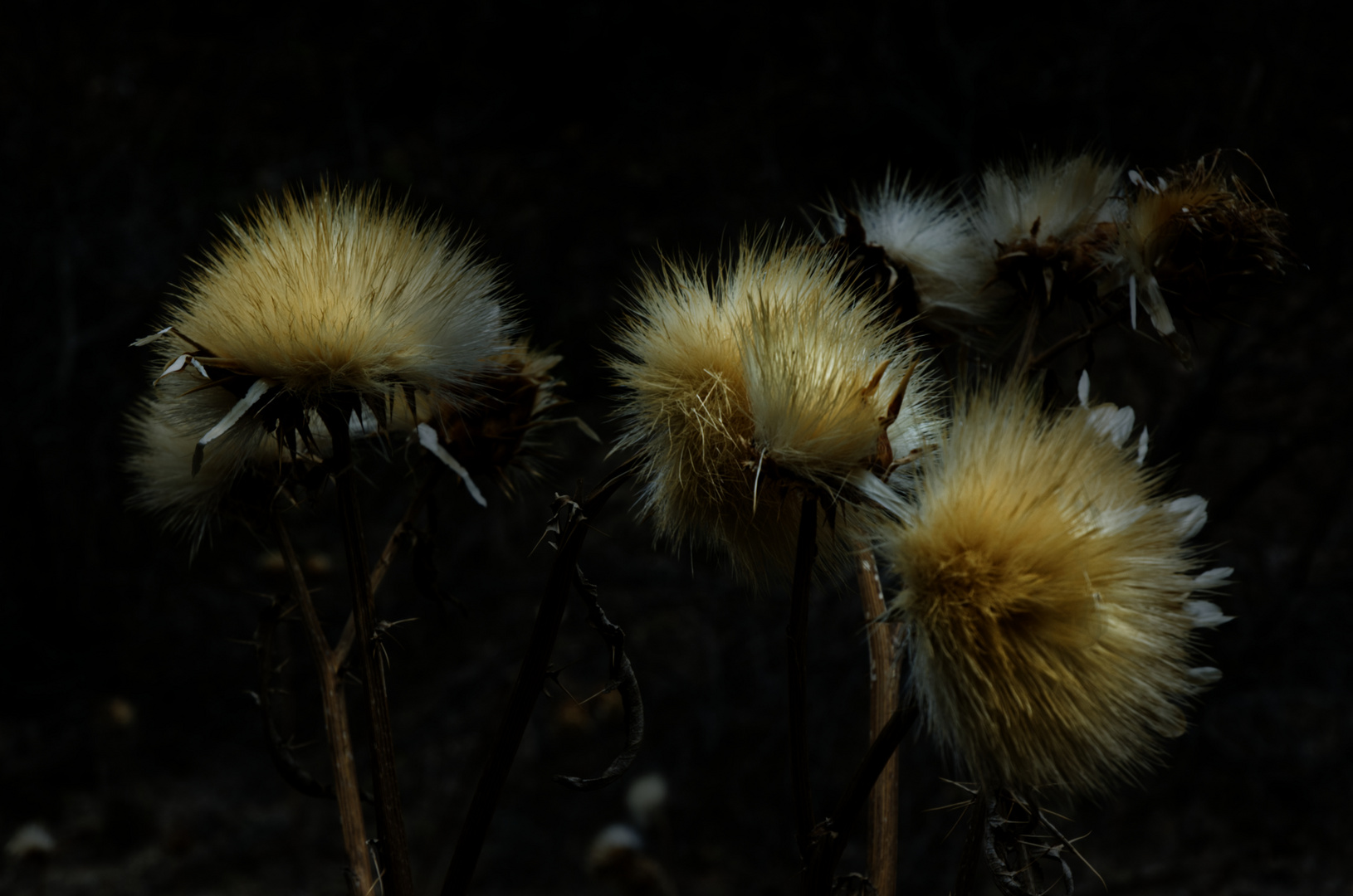 Three Thistles