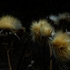 Three Thistles