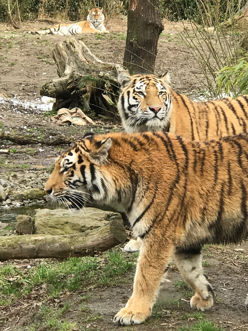 Three Tiger