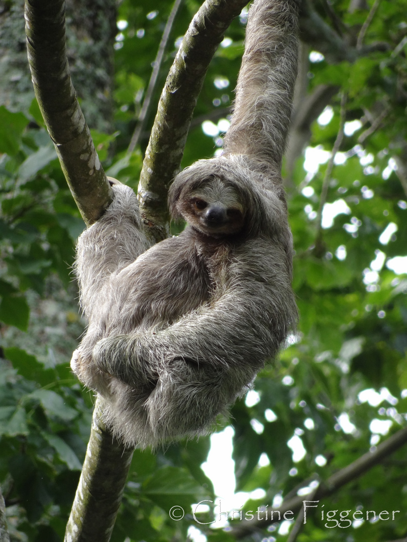 Three-toed Sloth