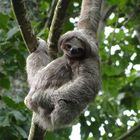 Three-toed Sloth