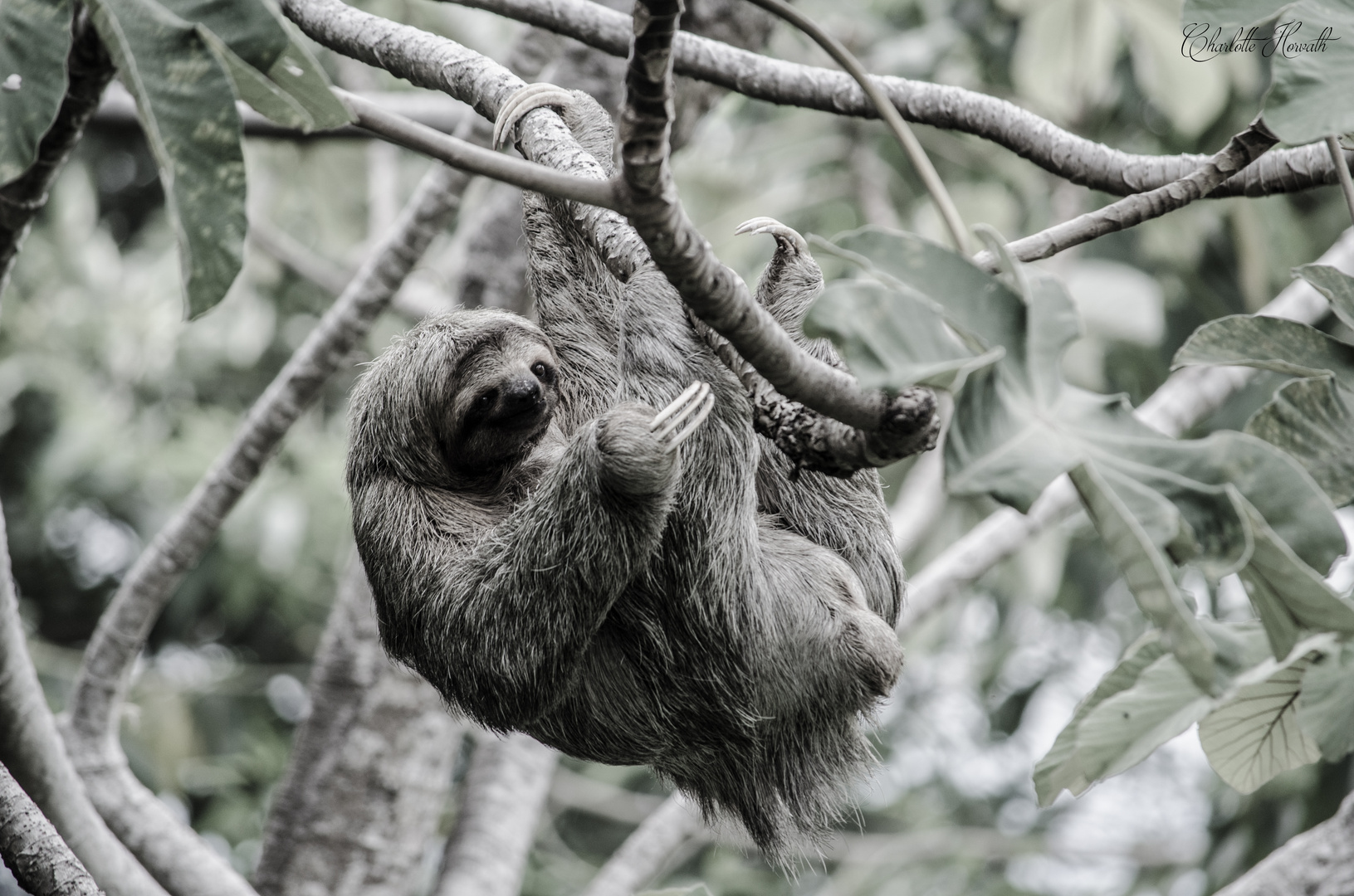 Three-toed sloth