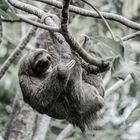 Three-toed sloth