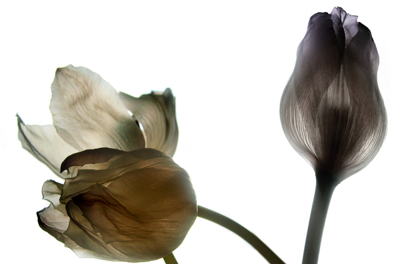 Three Translucent Tulips