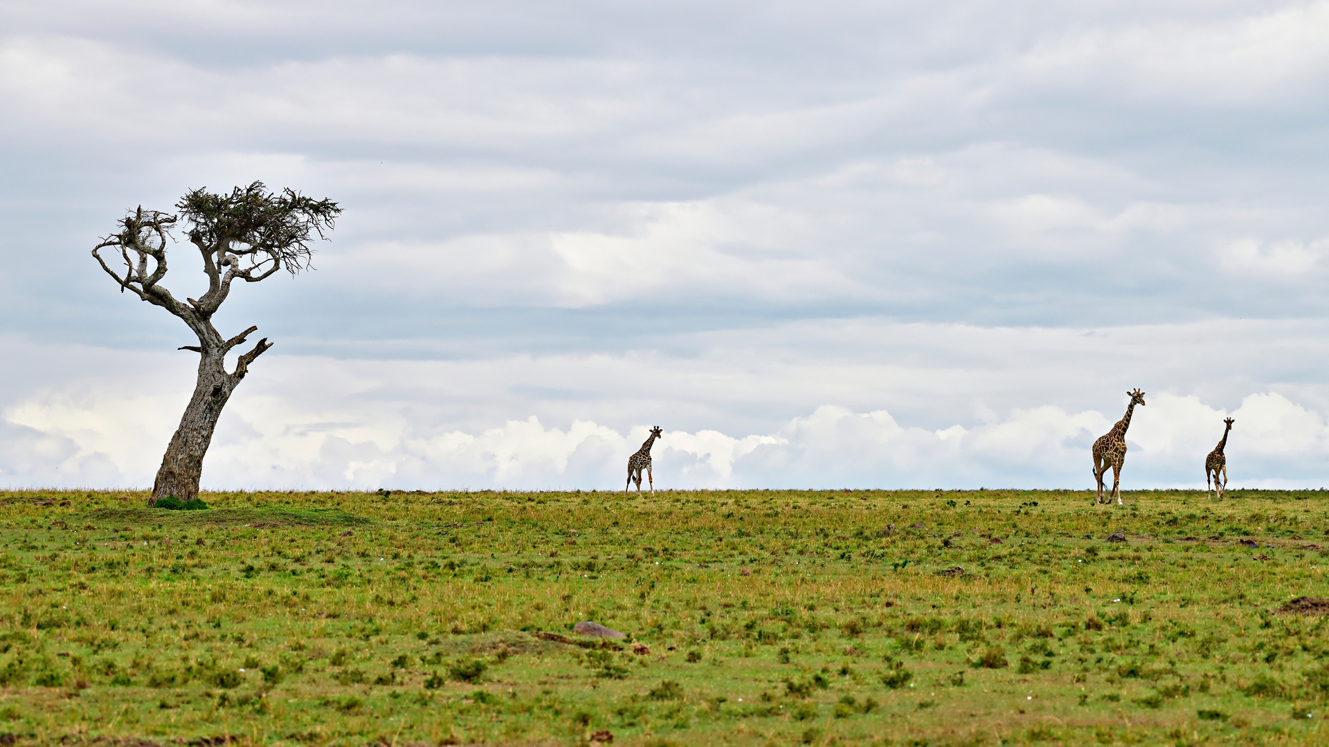 Three traveling giraffes