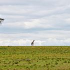 Three traveling giraffes