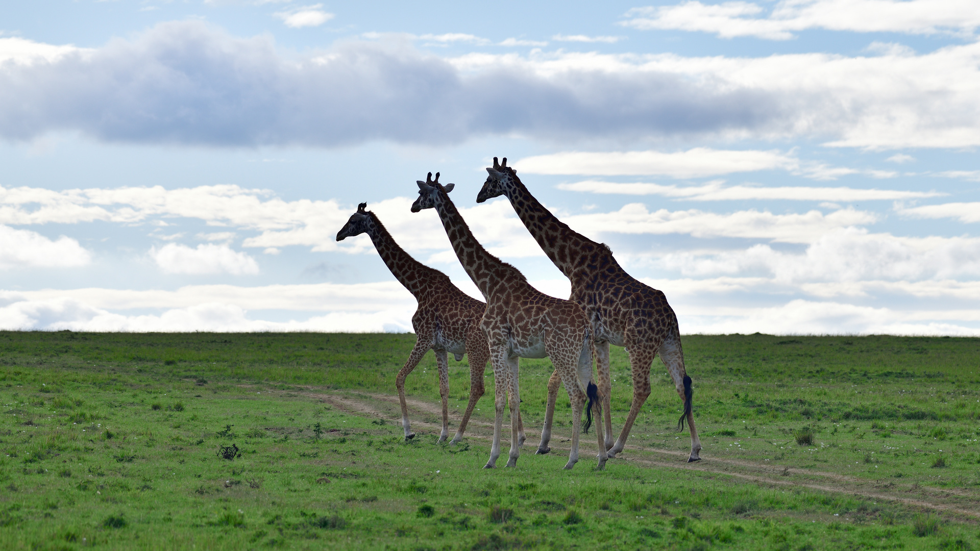 Three traveling giraffes II