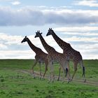 Three traveling giraffes II