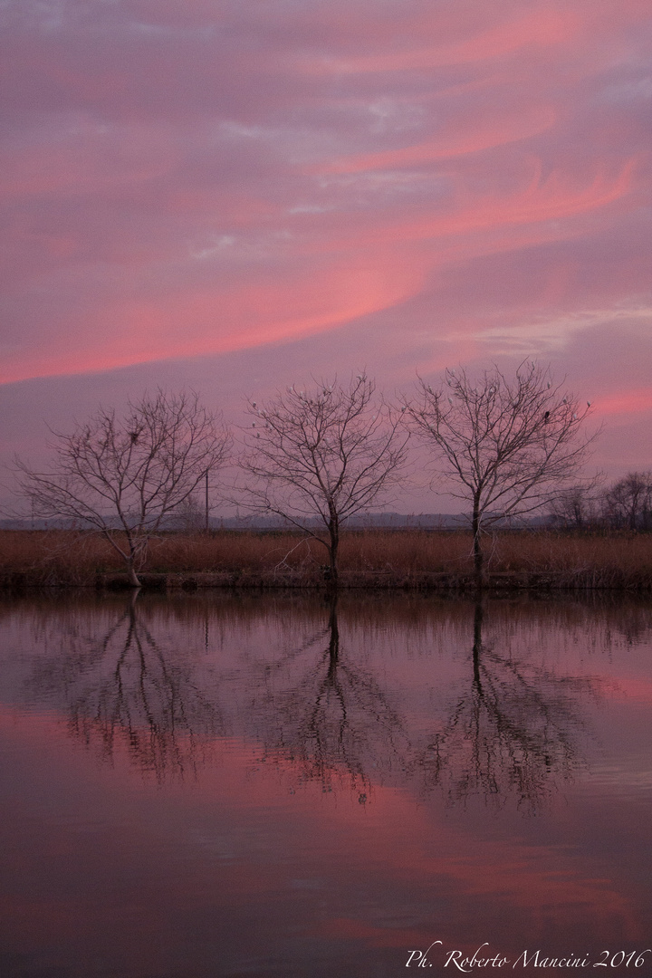 Three tree