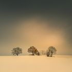 three trees