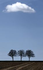 three trees