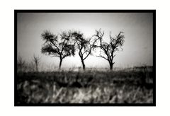 three trees