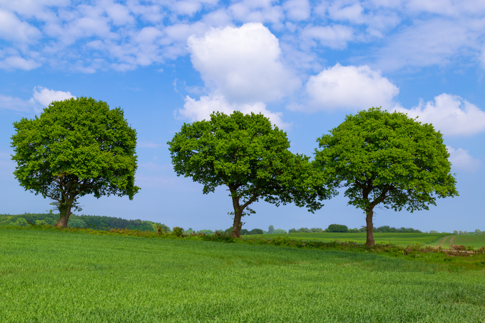 Three trees