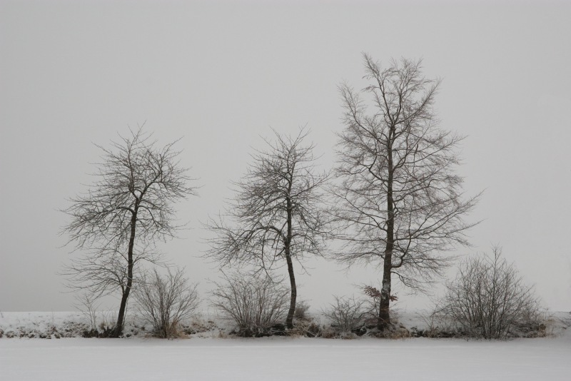 Three trees