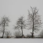 Three trees