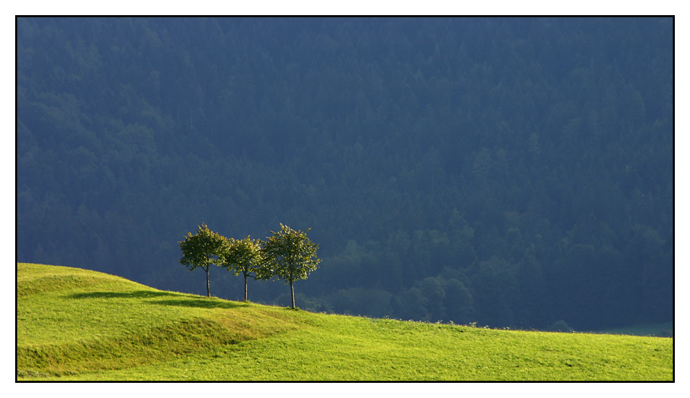 three trees