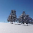 Three trees