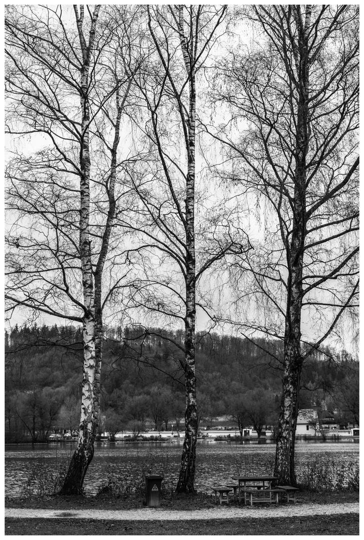 Three trees 