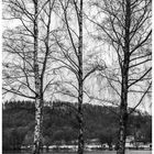 Three trees 