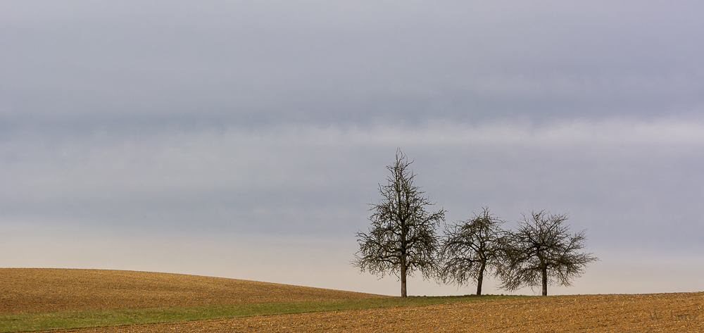 Three Trees