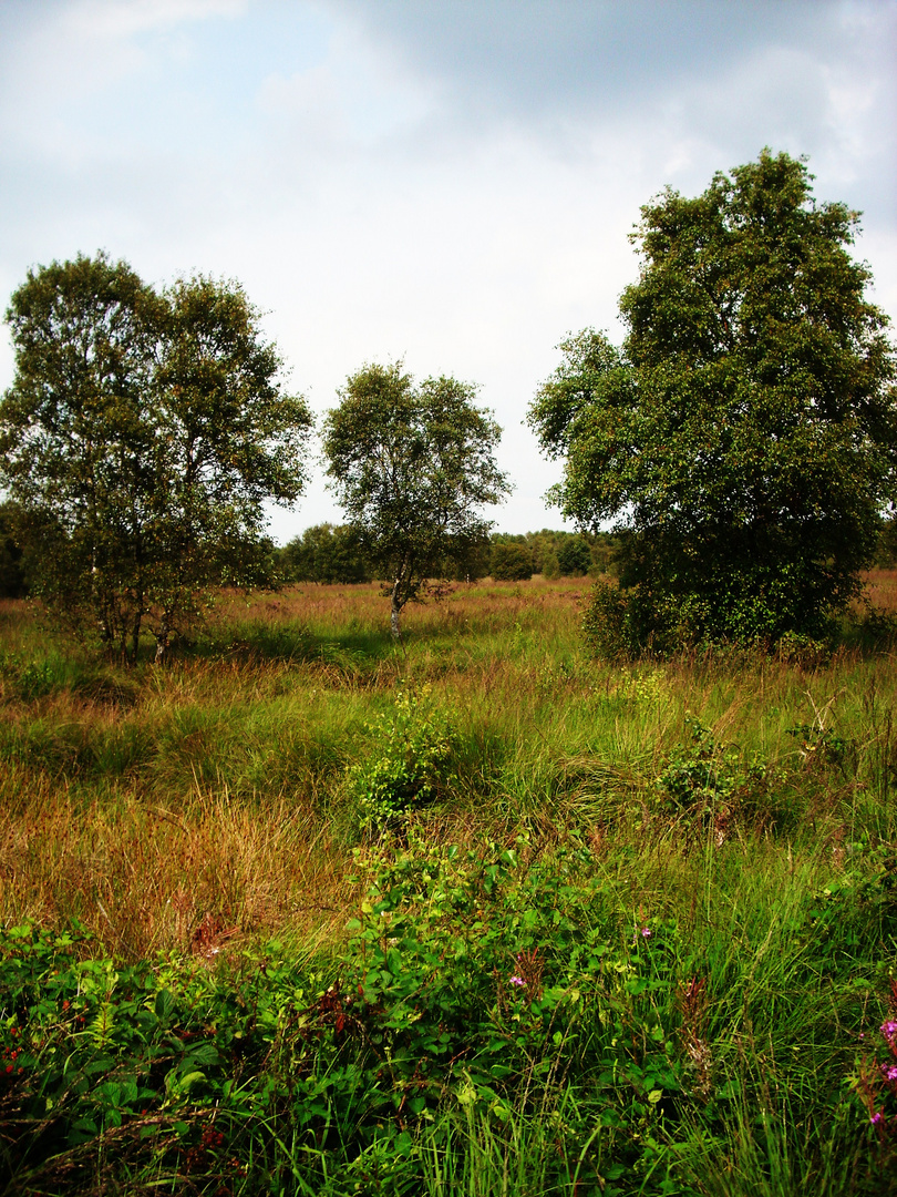 Three Trees