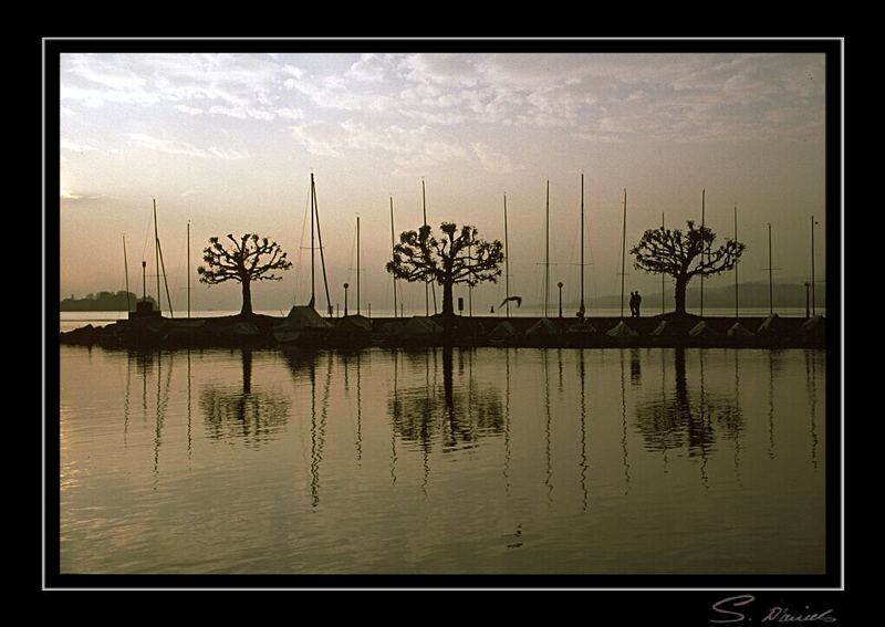 three trees