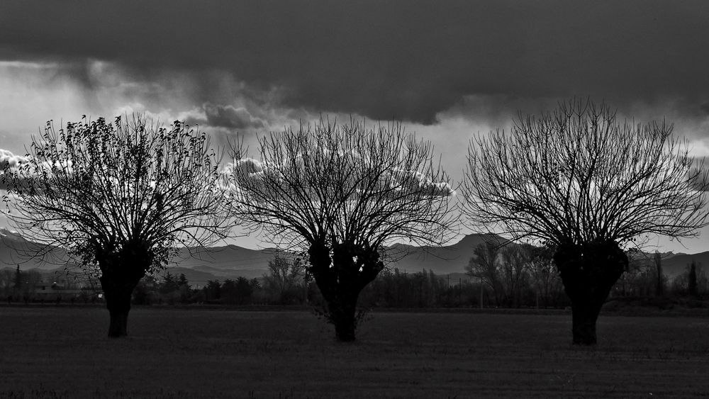 Three trees