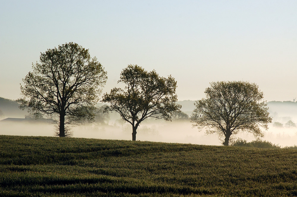 three trees