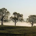 three trees