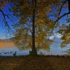 Three Trees at Tegernsee...