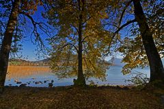 Three Trees at Tegernsee...