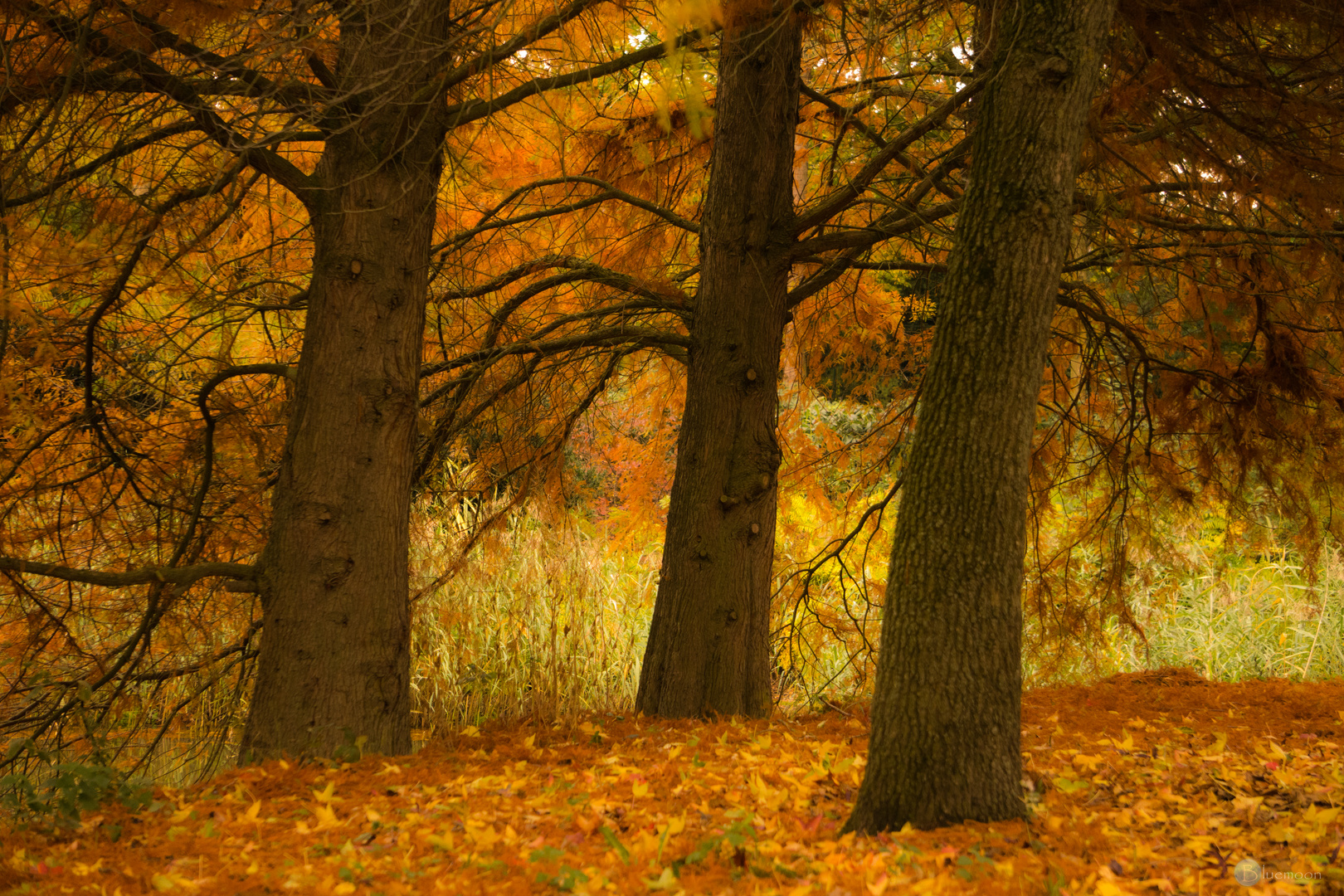 Three trees