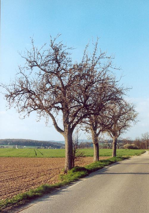 Three trees