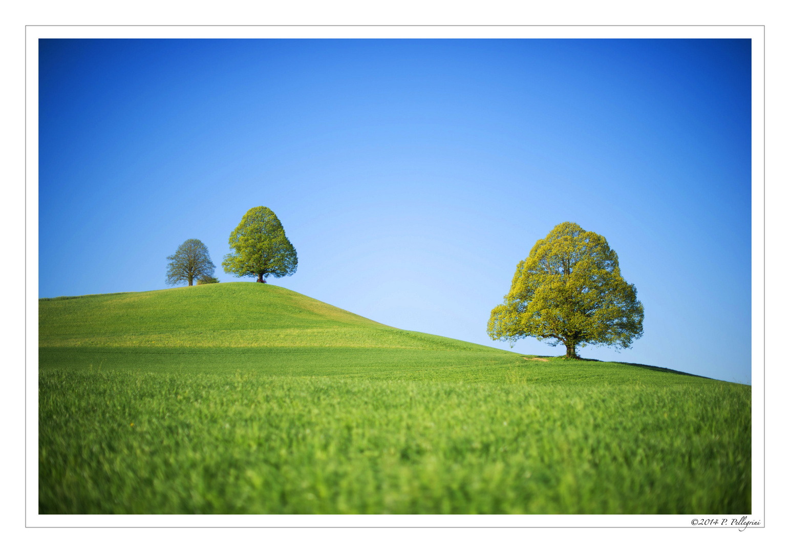 Three trees