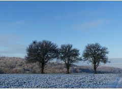 three trees...