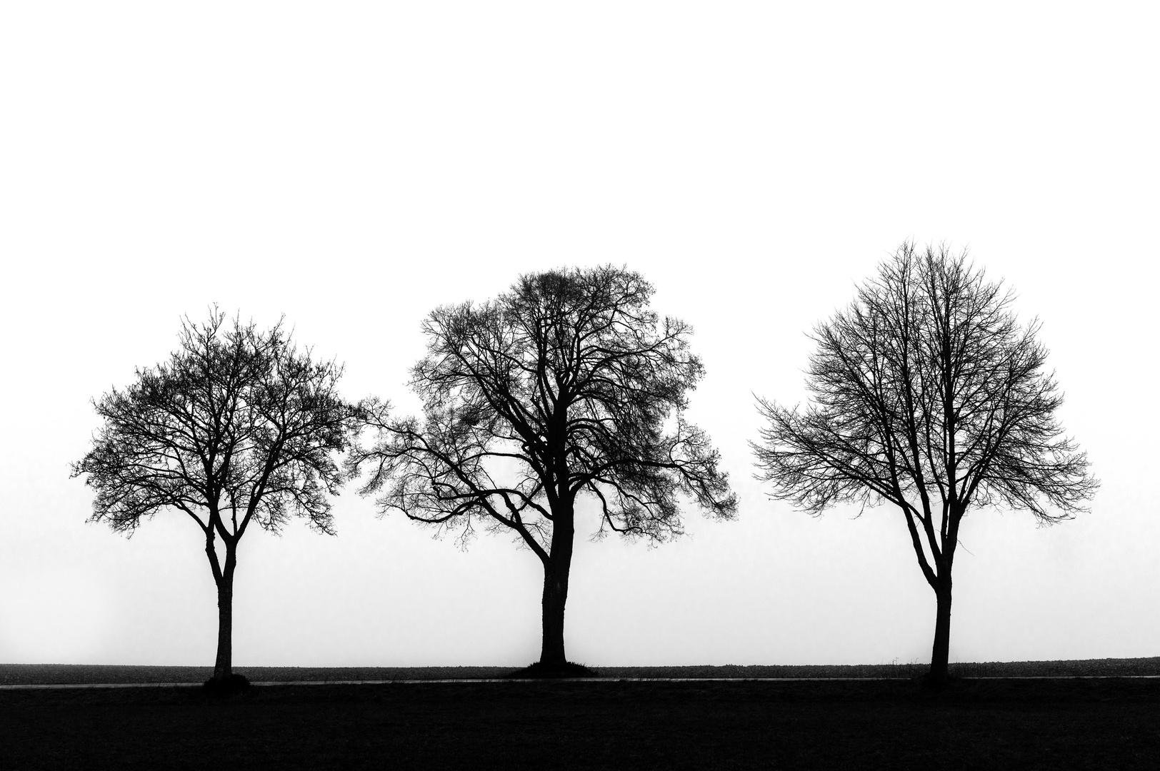 three trees