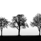 three trees