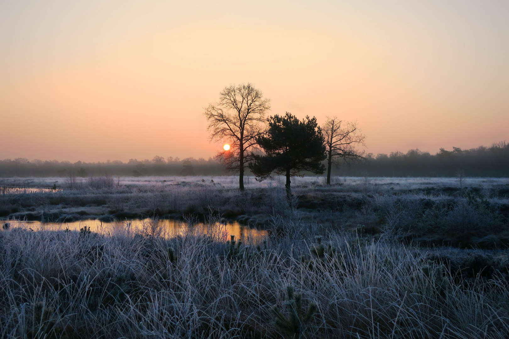 three trees