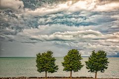 Three Trees 