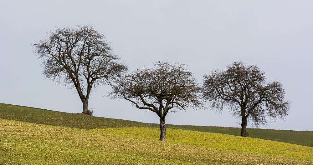 Three Trees II