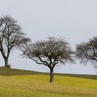 Three Trees II