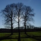 Three trees in autumn